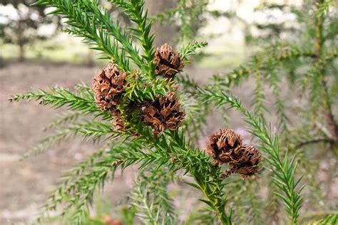 杉 種類|スギ（杉）とは｜育て方がわかる植物図鑑｜みんなの 